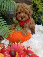 Paxton , a male Poodle - Toy  for sale in Bolivar, MO – 1 of 10