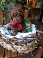Peppers , a male Poodle - Toy  for sale in Bolivar, MO – 6 of 8