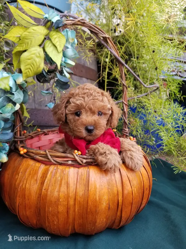 Romeo  – Poodle - Toy  puppy for sale in Bolivar, MO
