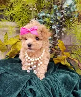 Summer, a female Maltipoo for sale in Bolivar, MO – Photo 5 of 10