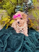 Summer, a female Maltipoo for sale in Bolivar, MO – Photo 4 of 10