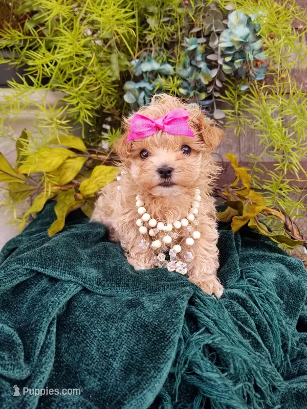 Summer – Maltipoo puppy for sale in Bolivar, MO