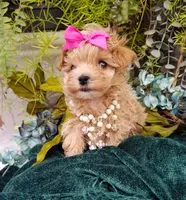Summer, a female Maltipoo for sale in Bolivar, MO – Photo 8 of 10