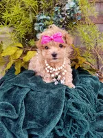 Summer, a female Maltipoo for sale in Bolivar, MO – Photo 6 of 10