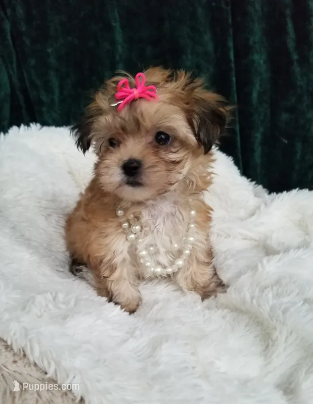 Kitty  – Morkie puppy for sale in Bolivar, MO