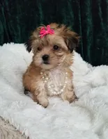 Kitty , a female Morkie for sale in Bolivar, MO – 1 of 10