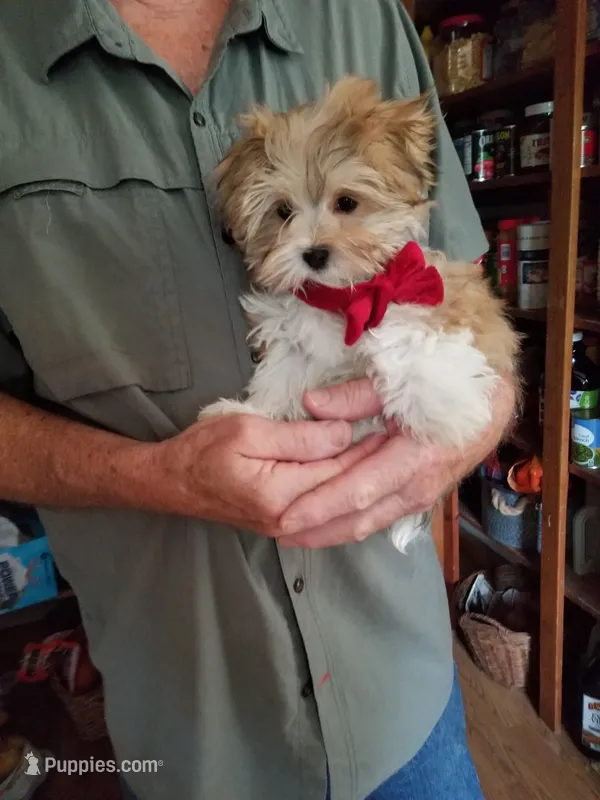 Happy  – Morkie puppy for sale in Bolivar, MO