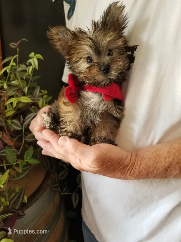 Benny – Yorkshire Terrier puppy for sale in Bolivar, MO