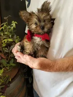Benny, a male Yorkshire Terrier for sale in Bolivar, MO – 1 of 10
