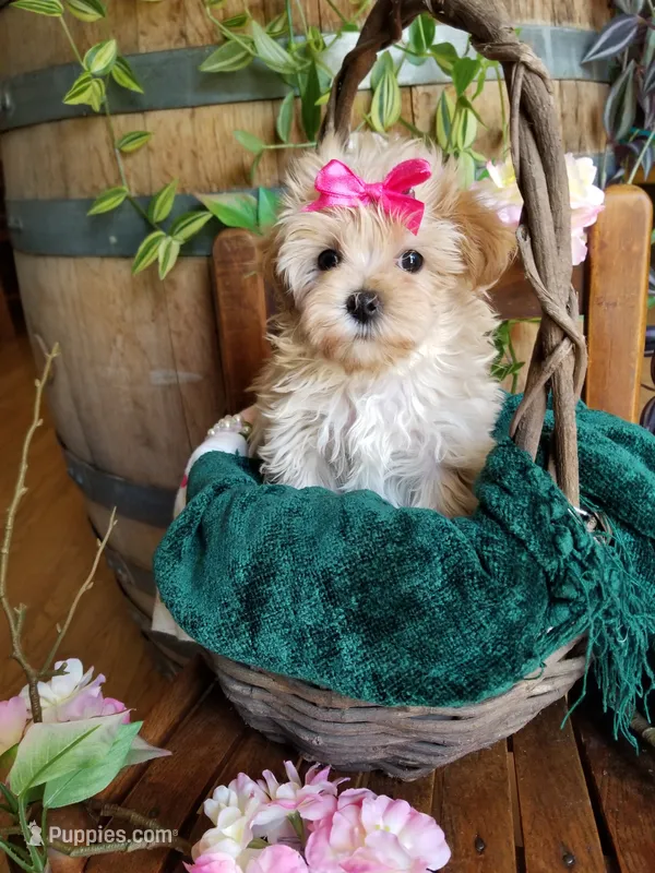 Buttons  – Maltipoo puppy for sale in Bolivar, MO
