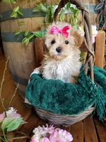 Buttons , a female Maltipoo for sale in Bolivar, MO – 1 of 10