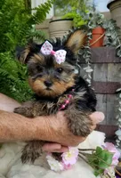 Cricket , a female Yorkshire Terrier for sale in Bolivar, MO – 6 of 10