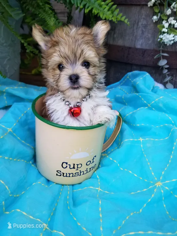 Happy  – Morkie puppy for sale in Bolivar, MO