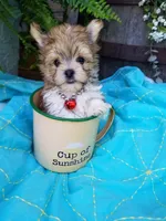Happy , a male Morkie for sale in Bolivar, MO – 2 of 10