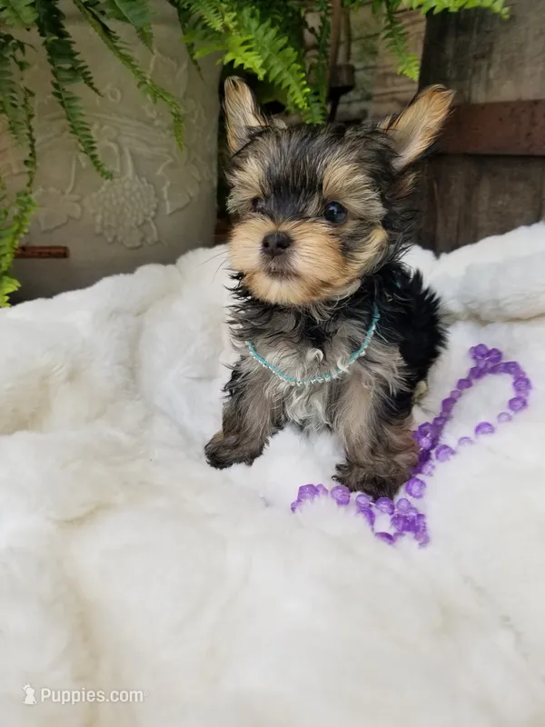 Lincoln  – Morkie puppy for sale in Bolivar, MO