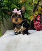 Catalina , a female Yorkshire Terrier for sale in Bolivar, MO – 2 of 10