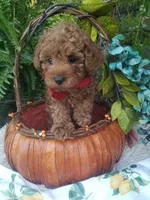 Parker, a male Poodle - Toy  for sale in Bolivar, MO – 9 of 10