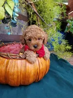 Romeo , a male Poodle - Toy  for sale in Bolivar, MO – 7 of 10
