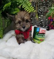 Benny, a male Morkie for sale in Bolivar, MO – 8 of 10