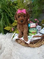Apple, a female Poodle - Toy  for sale in Bolivar, MO – 8 of 10