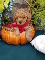 Romeo , a male Poodle - Toy  for sale in Bolivar, MO – 4 of 10