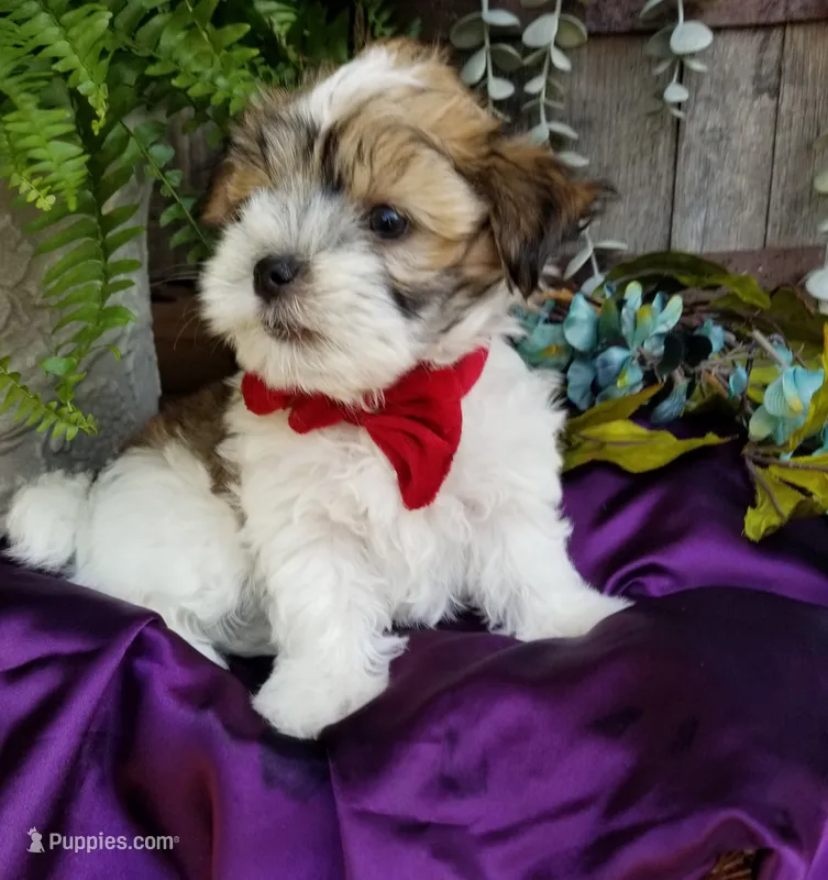 Snowman – Morkie puppy for sale in Bolivar, MO