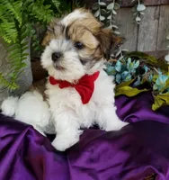 Snowman, a male Morkie for sale in Bolivar, MO – 1 of 4