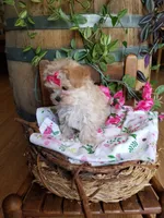 Izzy, a female Maltipoo for sale in Bolivar, MO – 9 of 10