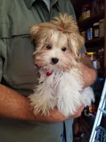 Happy , a male Morkie for sale in Bolivar, MO – 2 of 10