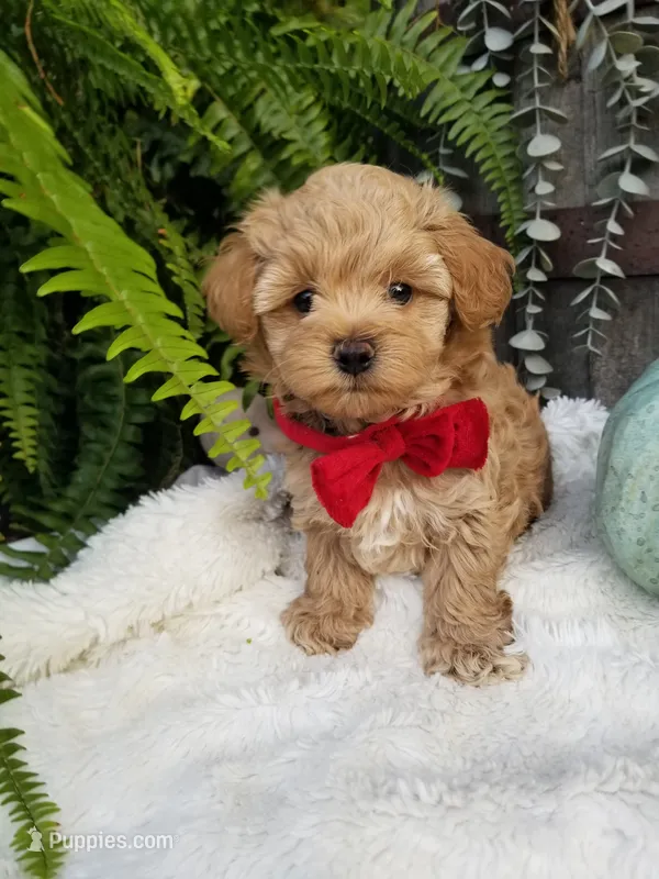 Rubble  – Maltipoo puppy for sale in Bolivar, MO