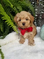 Rubble , a male Maltipoo for sale in Bolivar, MO – 3 of 6