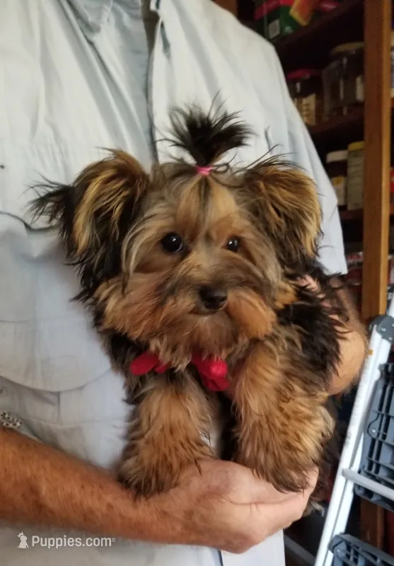 Charlie  – Yorkshire Terrier puppy for sale in Bolivar, MO