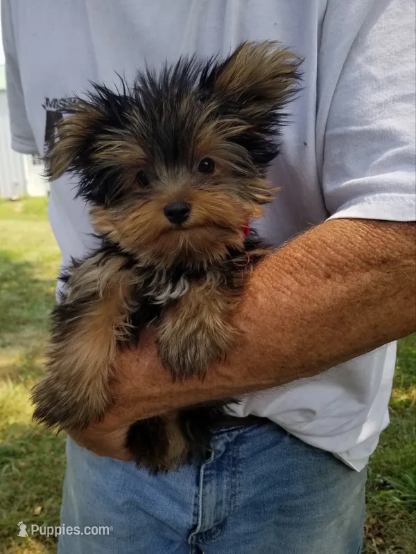 Maxx – Yorkshire Terrier puppy for sale in Bolivar, MO