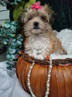 Kitty , a female Morkie for sale in Bolivar, MO – 7 of 10