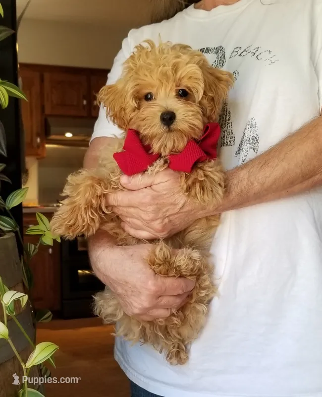 Rubble  – Maltipoo puppy for sale in Bolivar, MO