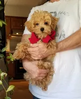 Rubble , a male Maltipoo for sale in Bolivar, MO – 2 of 10