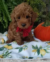 Parker, a male Poodle - Toy  for sale in Bolivar, MO – 1 of 10