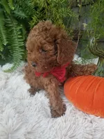 Hudson , a male Poodle - Toy  for sale in Bolivar, MO – 8 of 10