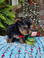Abou, a male Yorkshire Terrier for sale in Bolivar, MO – 6 of 6