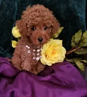 Scarlett , a female Poodle - Toy  for sale in Bolivar, MO – 7 of 10