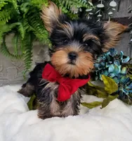 Mickey , a male Yorkshire Terrier for sale in Bolivar, MO – 5 of 10