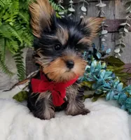Mickey , a male Yorkshire Terrier for sale in Bolivar, MO – 2 of 10