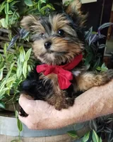 Charlie , a male Yorkshire Terrier for sale in Bolivar, MO – 2 of 6
