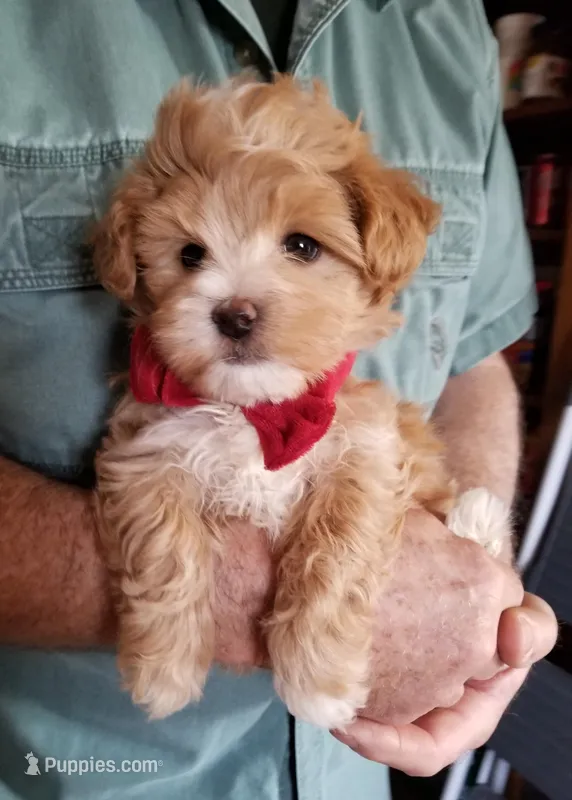 Cowboy  – Maltipoo puppy for sale in Bolivar, MO
