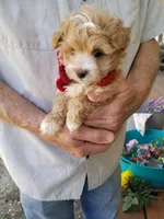 Cowboy , a male Maltipoo for sale in Bolivar, MO – Photo 2 of 8