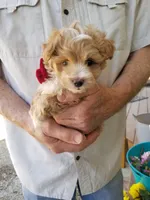 Cowboy , a male Maltipoo for sale in Bolivar, MO – Photo 8 of 8