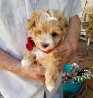 Cowboy , a male Maltipoo for sale in Bolivar, MO – Photo 7 of 8