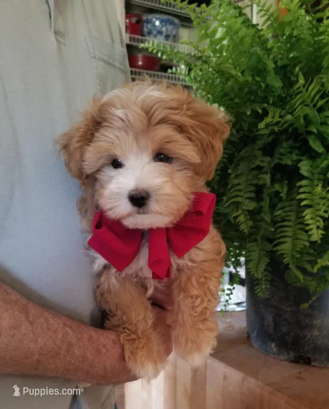 Cowboy  – Maltipoo puppy for sale in Bolivar, MO