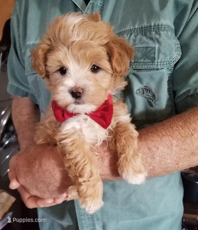 Cowboy  – Maltipoo puppy for sale in Bolivar, MO