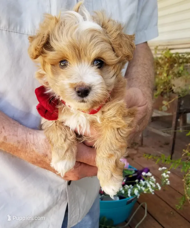 Cowboy  – Maltipoo puppy for sale in Bolivar, MO